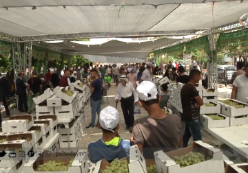 تقرير | إطلاق مهرجان العنب الثاني وسط انتكاسة بالموسم