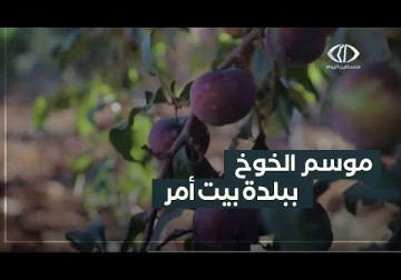 الخليل| مع انطلاق موسم الخوخ.. المزارع اكرم عوض ترك شهادته الجامعية منذ عقود من أجل العمل في أرضه