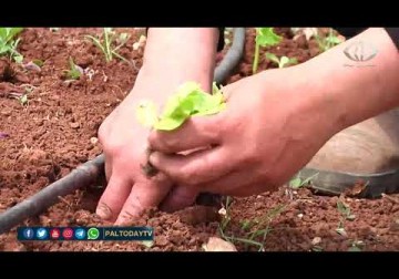 الضفة الغربية |وزارة الزراعة تطلق مبادرة الحدائق المنزلية لمساعدة المواطنين في الاكتفاء الذاتي