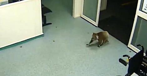 حيوان الكوالا يتجول في مشفى استرالي 