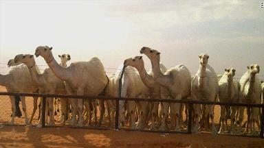 هولندا تشهد إقبالا على حليب النوق