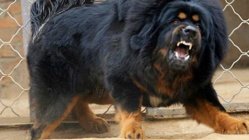 الصين تستنسخ أغلى الكلاب في العالم