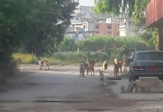 أهالي البارد يحذرون من 