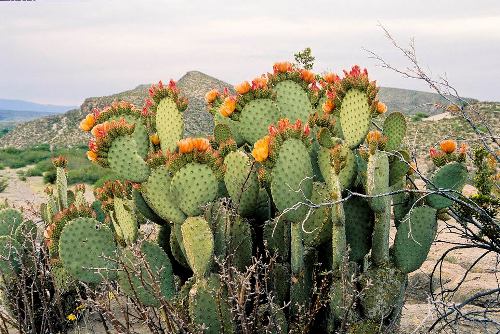 عصير الصبّار لتخفيض الوزن