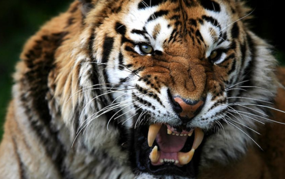 نمر يفترس حارسة حديقة حيوانات في نيوزلندا