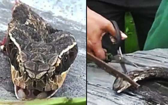 أفعى تلدغ شيف صيني بعد قطع رأسها بساعة...!!