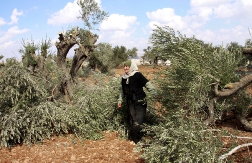 مستوطنون يقتلعون أشجار زيتون في نابلس