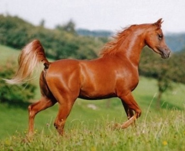 قطر تعلن عن استمرار استلام المشاركات في معرض الخيول العربية 