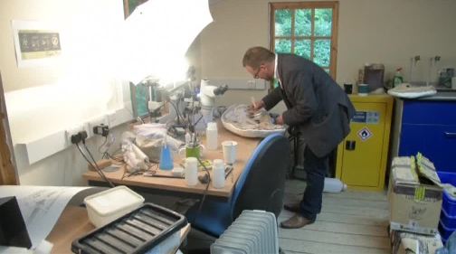 باحثون يكتشفون حفرية تعود لديناصور