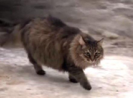 القطة ماشا تنقذ رضيعاً من البرد القارس