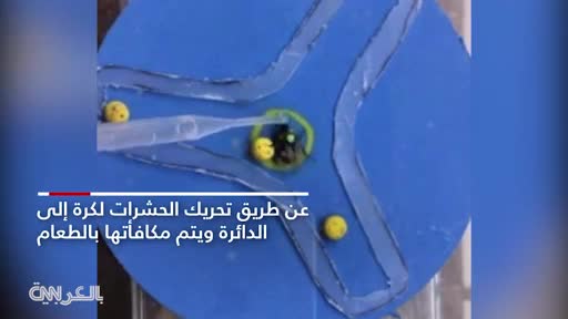 مباراة كرة قدم للنحل!