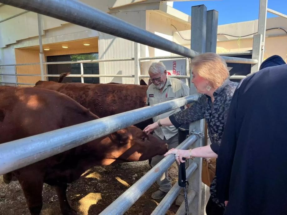 السفير الأمريكي يزور البقرات الحمراء في مستوطنة شيلو.jpg