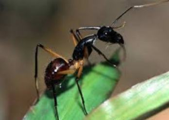 معركة وقعت بين الحشرات منذ 15 مليون سنة