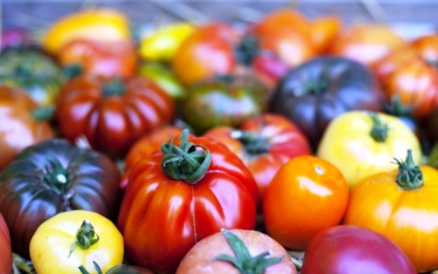 الإغاثة الزراعية: ارتفاع أسعار الطماطم سببه إفراغ السوق من المنتج