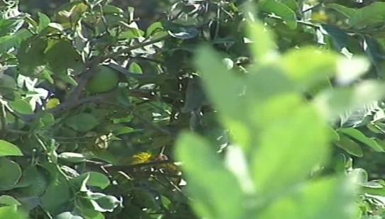 غزة.. الزراعة تطلق نداءً إنسانياً لإنقاذ الأراضي المزروعة بالقرارة