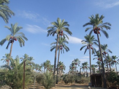 خسائر بقطاع البلح في غزة بسبب الحصار الإسرائيلي