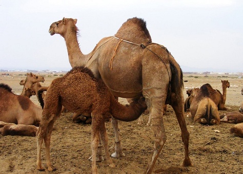 دراسة: الابل هي المصدر الرئيسي لفيروس كورونا