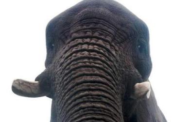 فيل يلتقط صورة 