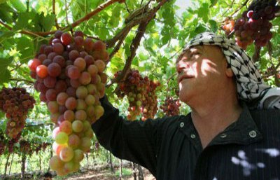 مزراعو الخليل يطالبون بحماية منتجاتهم