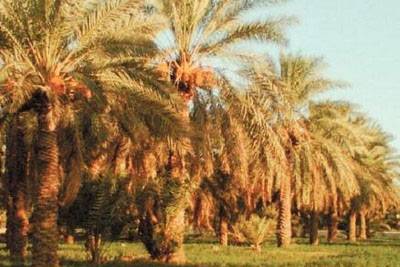 السلطات المصرية تمنع تصدير سعف النخيل إلى 