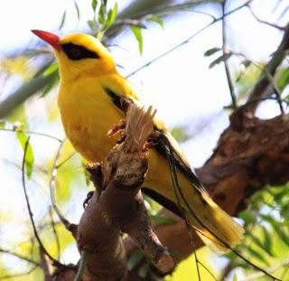 رصد طائر الصفير الذهبي شمال الضفة