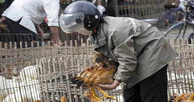 ظهور نوع جديد من انفلونزا الطيور