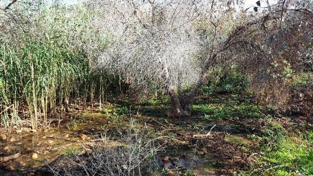 مستوطنون يضخون مياهاً ملوثة تعدم أشجار الزيتون شرق نابلس