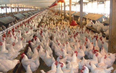 إنفلونزا الطيور في قطاع غزة من جديد