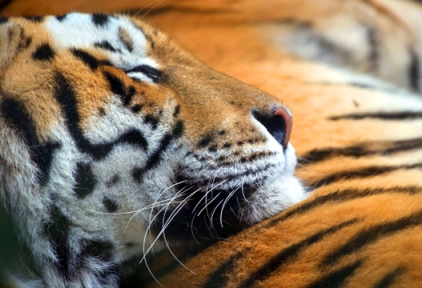 البحث عن نمر طليق قرب باريس