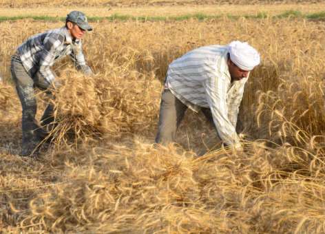 مصر تشتري 2.75 مليون طن من القمح المحلي