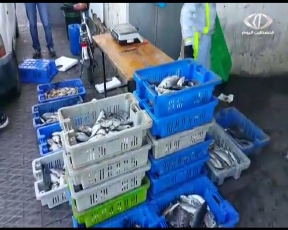 صيادو يافا ينجحون باصطياد كميات وفيرة من السمك