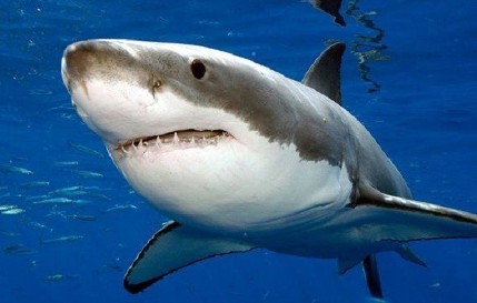 فتاتان أميركيتان تنجوان من هجوم سمكة قرش