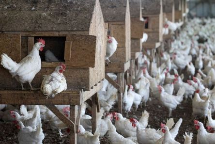 تحذير من إدخال دجاج الاحتلال المصاب بالسلامونيلا إلى الضفة