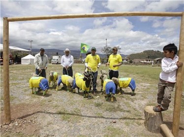 كأس العالم للخراف في البرازيل