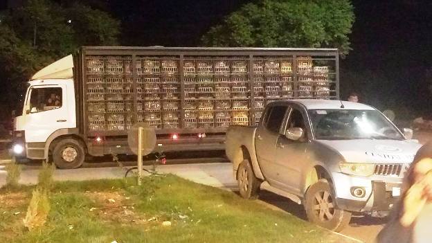 ضبط دجاج حي مهرب إلى محافظات الضفة المحتلة