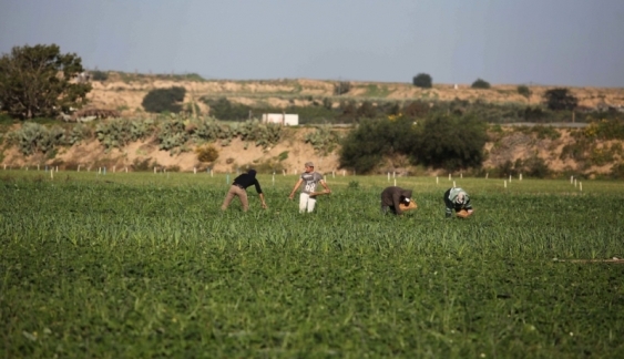 غزة.. الاحتلال يستهدف رعاة أغنام ومزارعين وصيادين