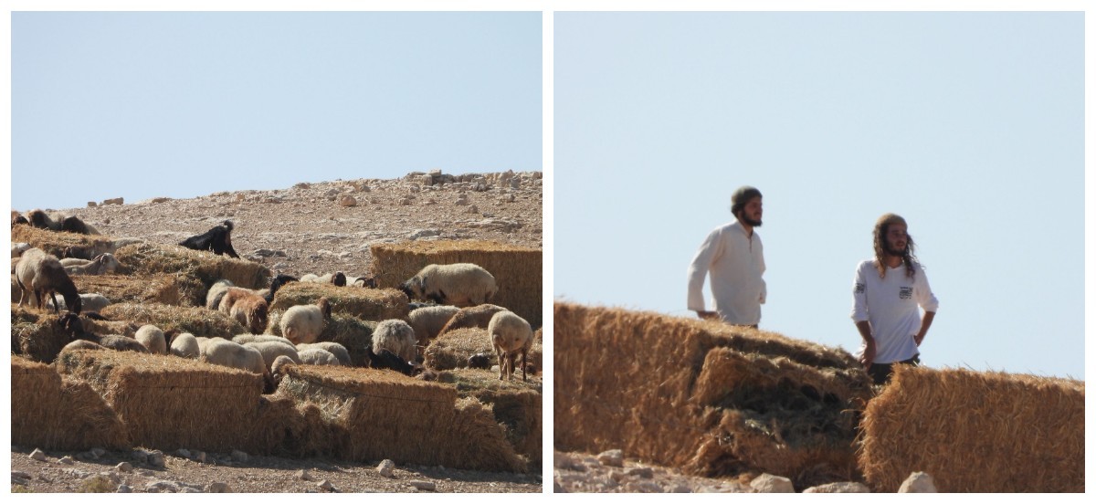 مستعمرون يطلقون مواشيهم- وفا.jpg-95f600e2-b4ae-4999-9e91-42969d4fc62f.jpg