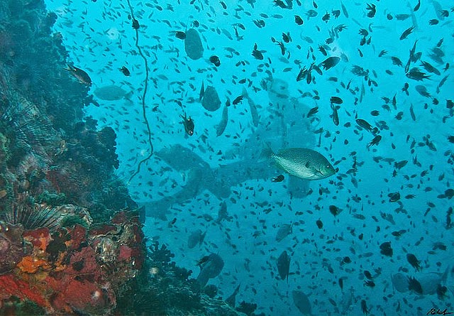 دبي تعتزم إنشاء أول حديقة تحت الماء