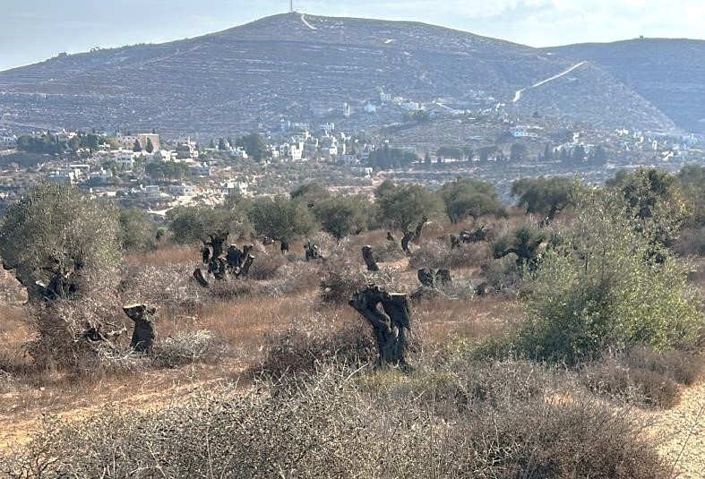 قريوت زيتون.jpg