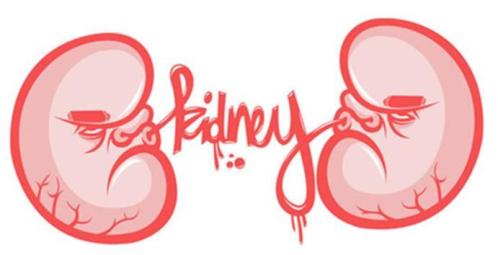 ما هي الأغذية التي تحافظ على سلامة الكلى؟