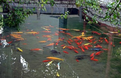 آلاف الأسماك الذهبية تغزو بحيرة بولاية كولورادو الأمريكية