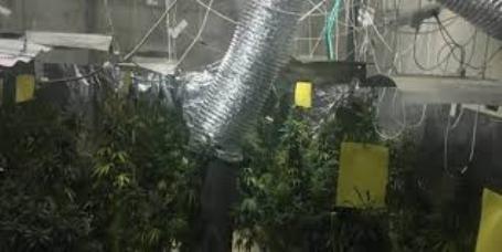 رام الله... ضبط مشتل للمخدرات في بلدة نعلين