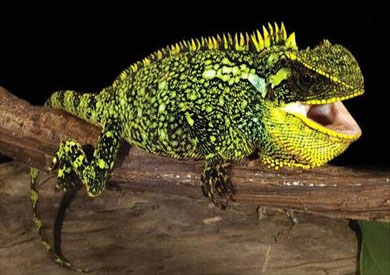 اكتشاف أنواع جديدة من التنين الصغير فى غابات بيرو والإكوادور