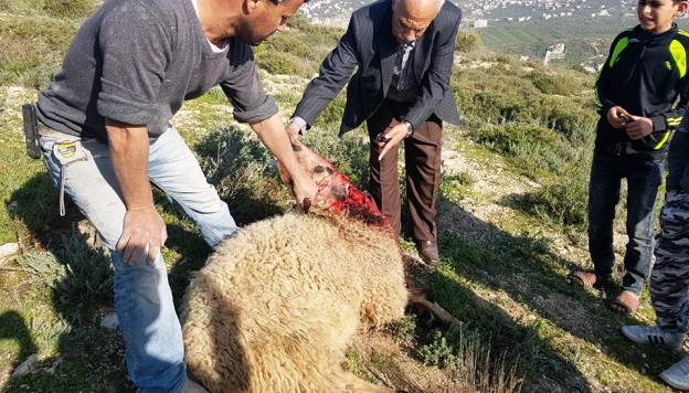 نابلس... مستوطنون يهاجمون مواطنا وينحرون أغناما