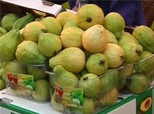 جوافة قلقيلية بأسواق الأردن وخطة لفلسطين خضراء.
