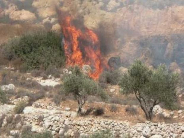 إحراق عشرات الدونمات في مسافر يطا