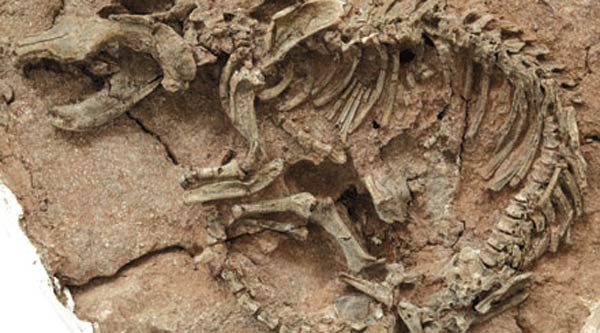 إكتشاف حفرية نوع نادر من الديناصورات جنوب تونس