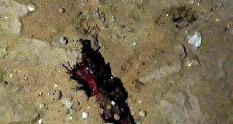 غزة.. عائلة كلاب تتبرأ من منفذ الهجوم التفجيري في رفح