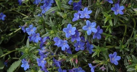 نبات متحجر فى البلطيق من 40 مليون سنة