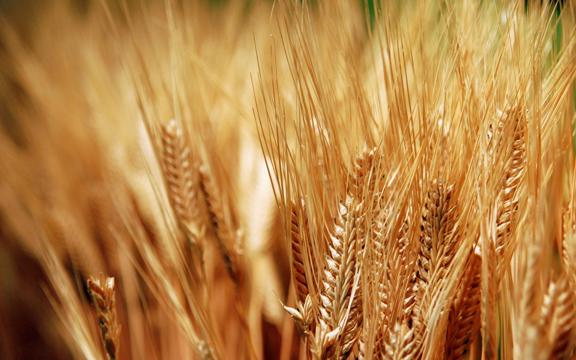 مصر توقف استيراد القمح حتى مارس/ آذار القادم